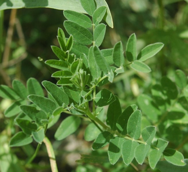 Astragalus membranaceus plant