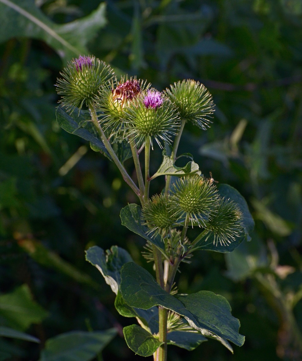 Burdock flowers and leaves (Arctium lappa)