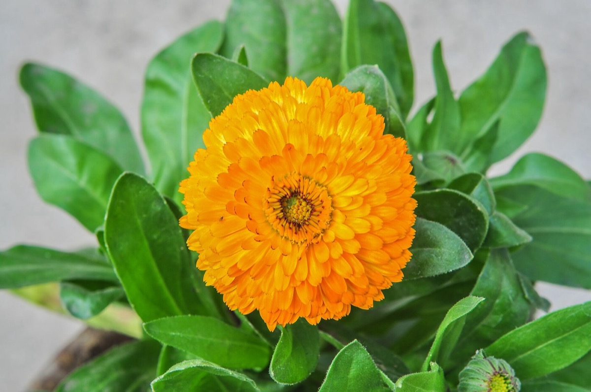 Planning a herb garden that survives winter