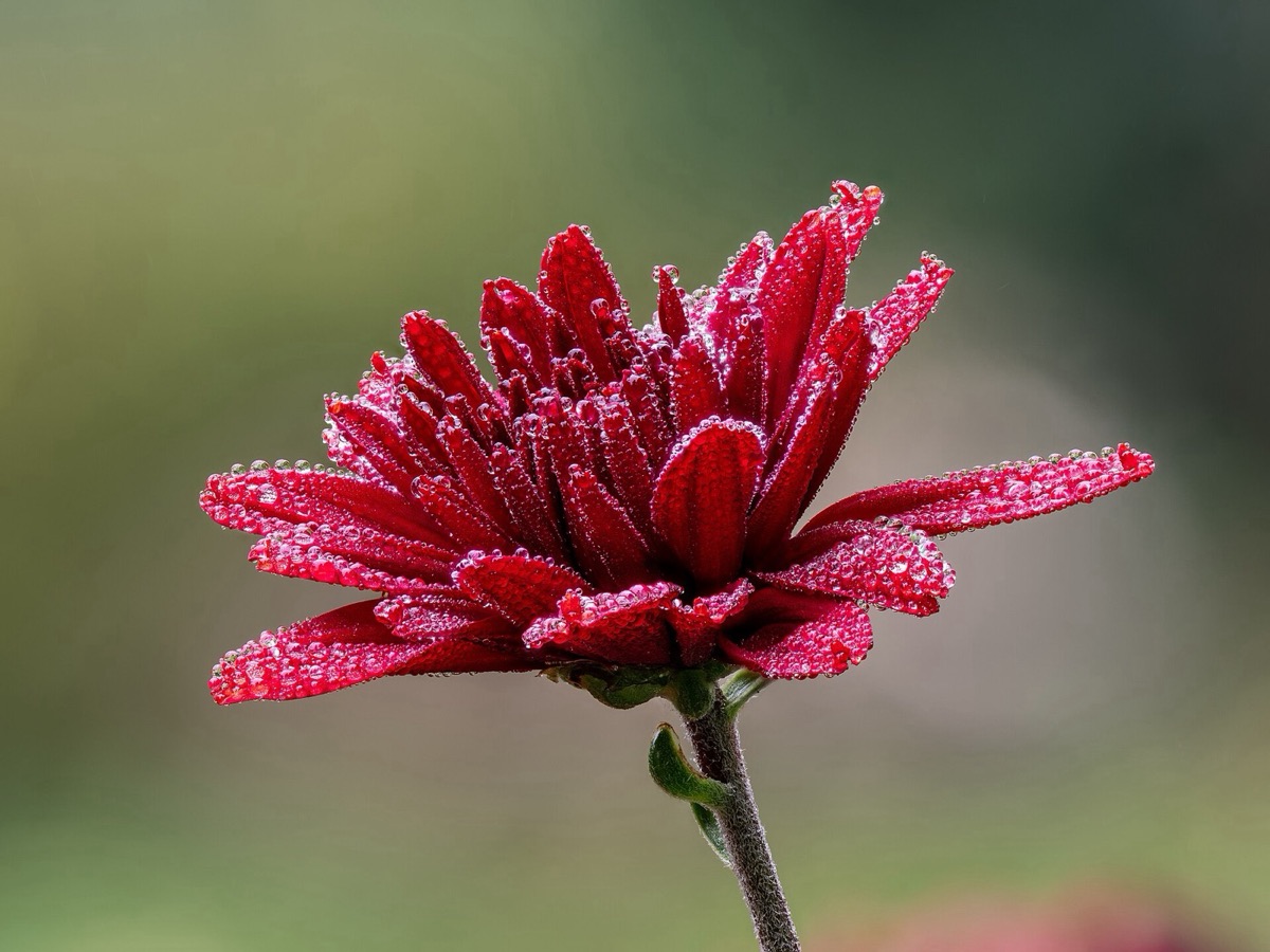 Chrysanthemum flowers (Chrysanthemum morifolium)