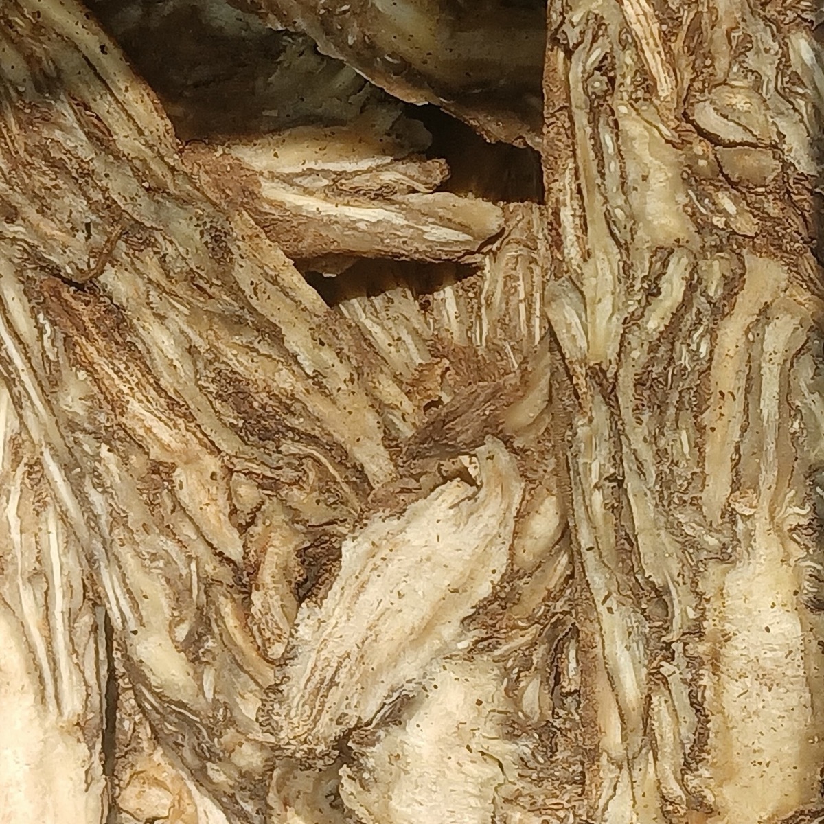 Dong quai plant (Angelica sinensis)