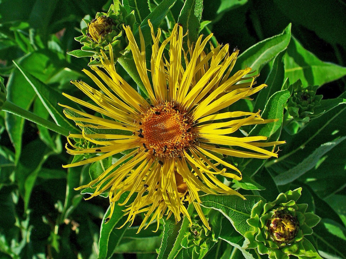 Elecampane flowers and leaves (Inula helenium)