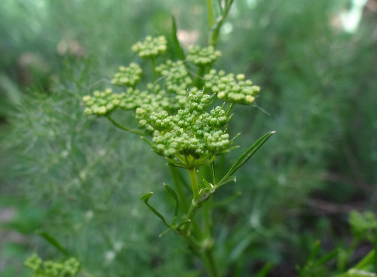 Fennel flowers and seed heads (Foeniculum vulgare)