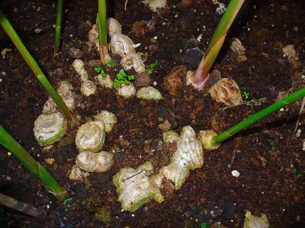 Ginger plant and rhizome (Zingiber officinale)