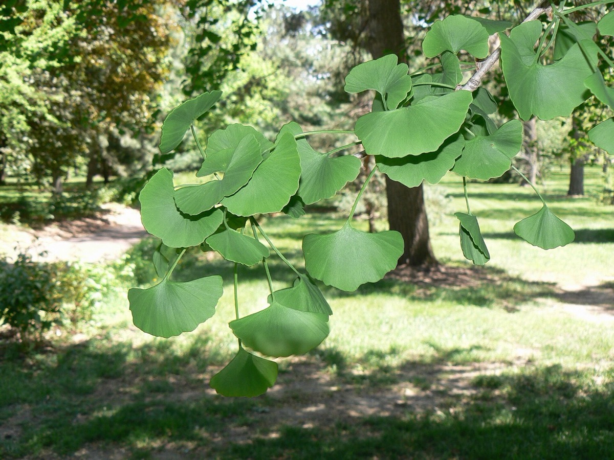 Ginkgo leaves (Ginkgo biloba)
