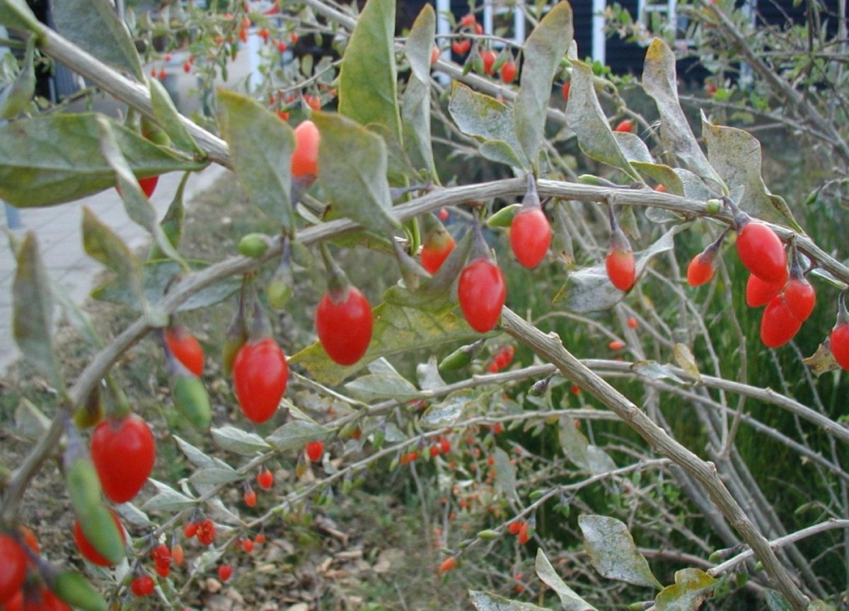 Goji berries on the shrub (Lycium barbarum)