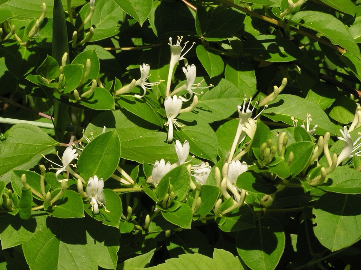 Japanese honeysuckle flowers (Lonicera japonica)