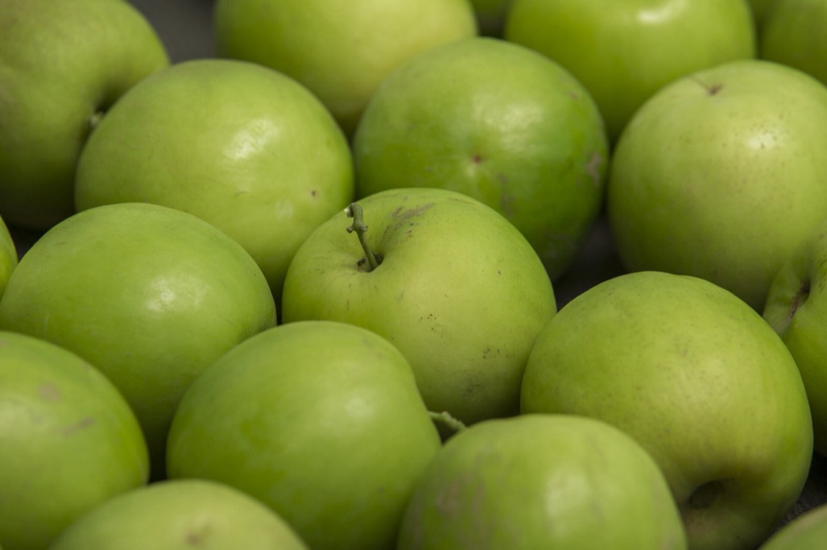 Jujube fruit on the tree (Ziziphus jujuba)