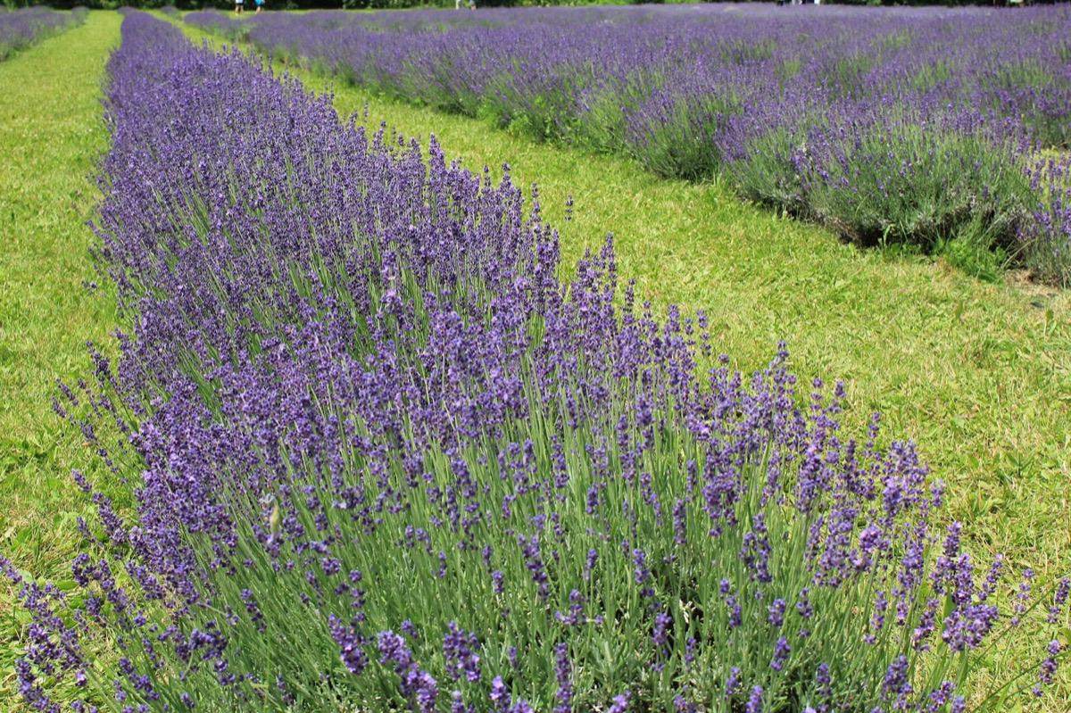 English lavender in flower (Lavandula angustifolia)