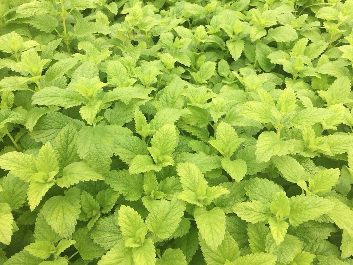 Lemon balm plant (Melissa officinalis)