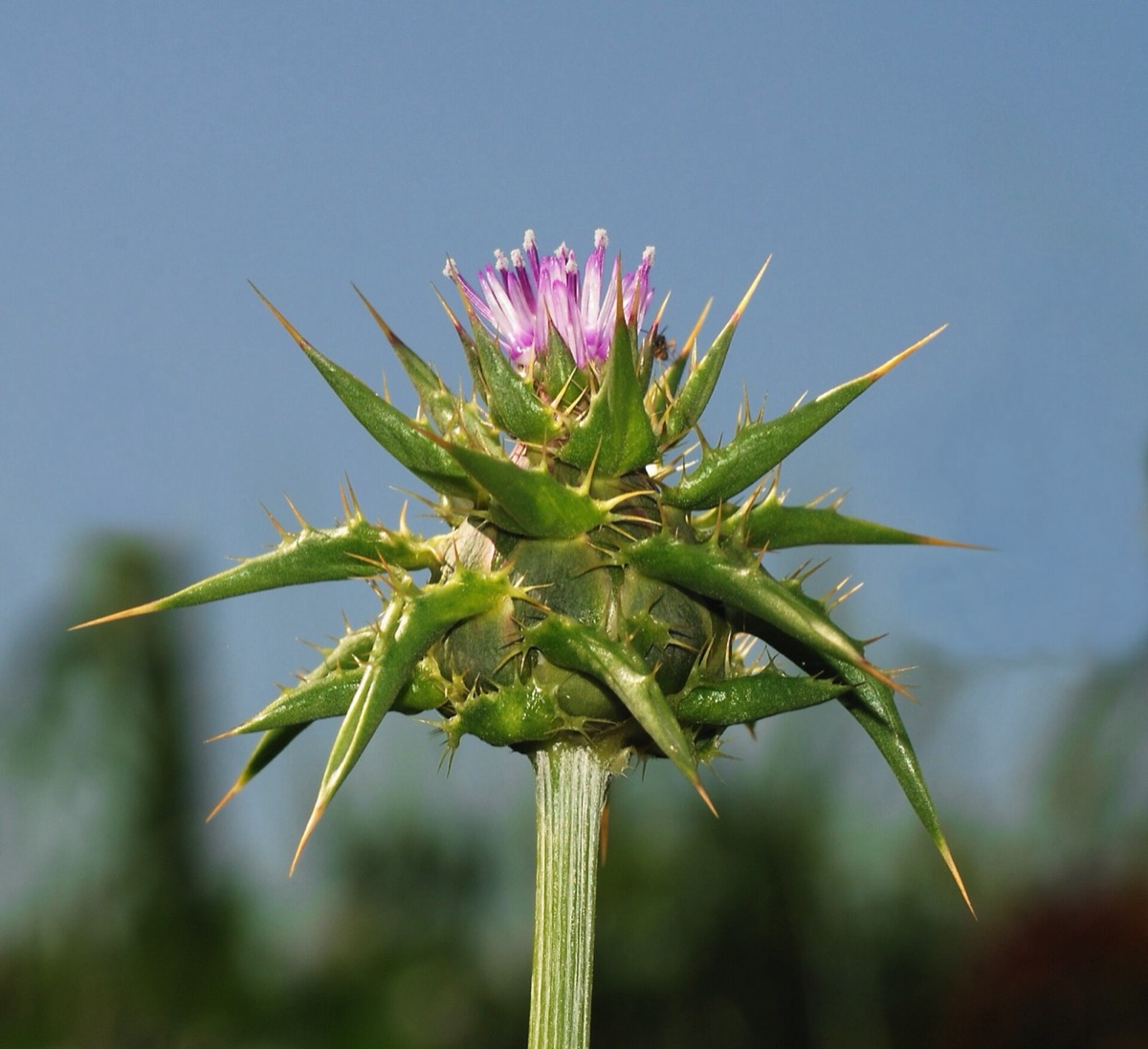 Milk thistle flowers and leaves (Silybum marianum)