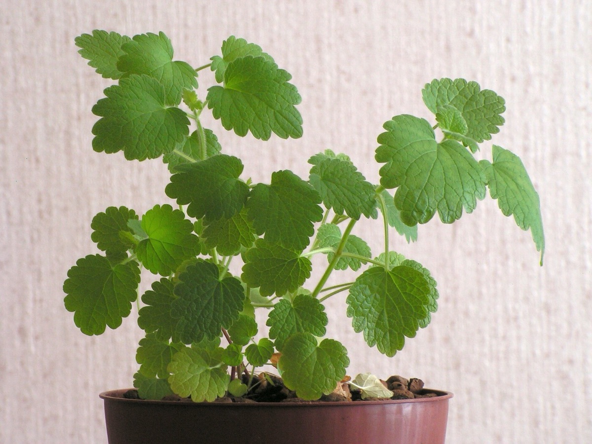 Motherwort plant (Leonurus cardiaca)