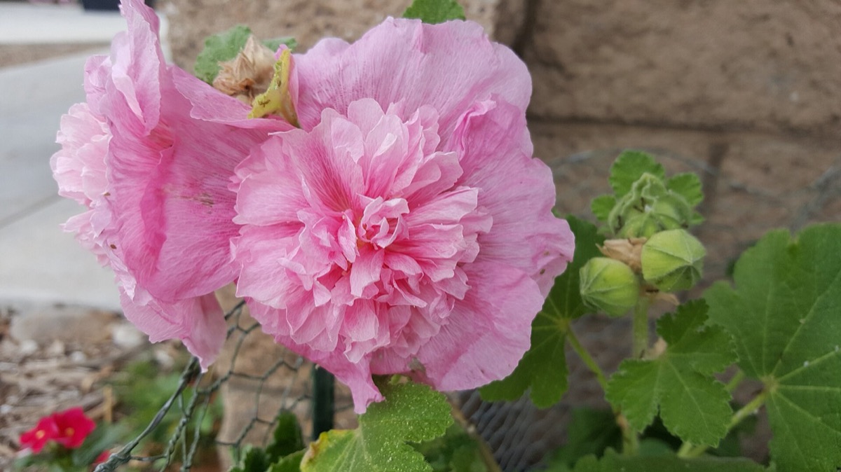 Herbaceous peony in flower (Paeonia lactiflora)