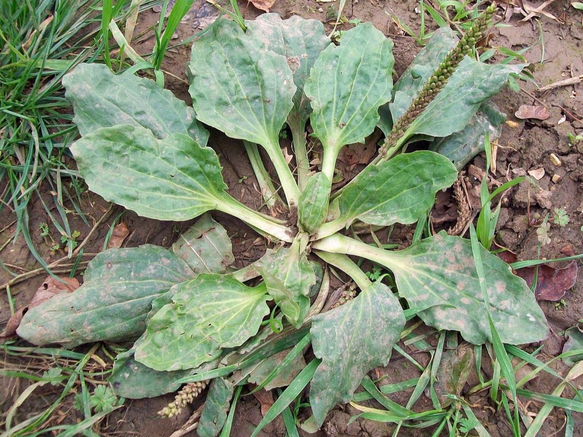 Broadleaf plantain rosette (Plantago major)