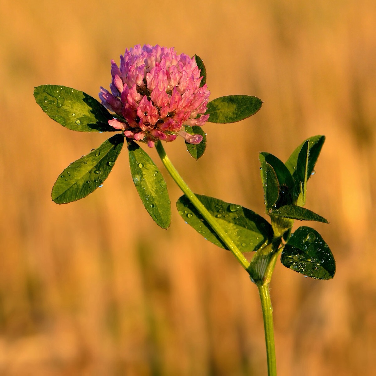 Red clover flowers (Trifolium pratense)