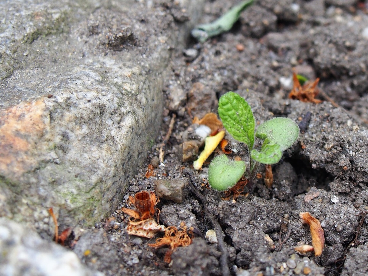 Common sage plant (Salvia officinalis)