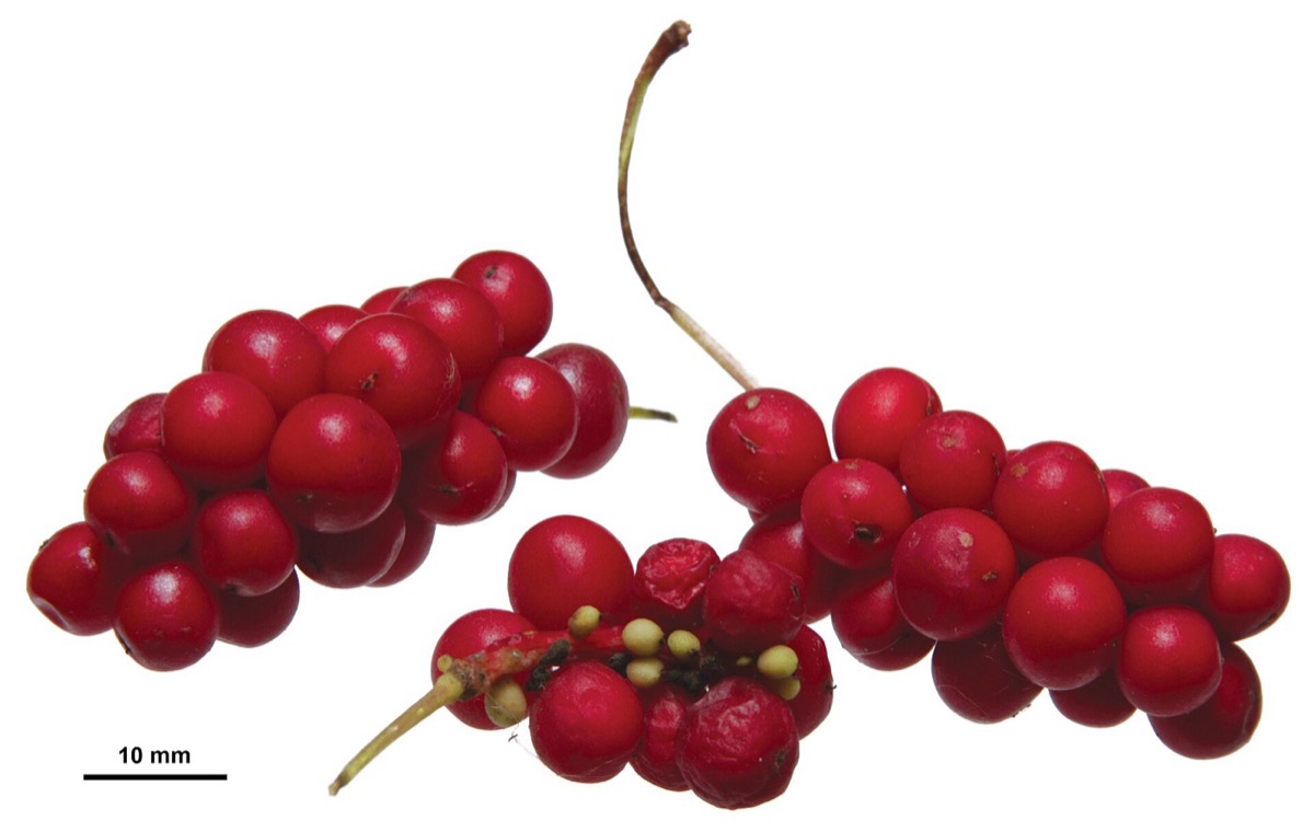 Schisandra berries on the vine (Schisandra chinensis)