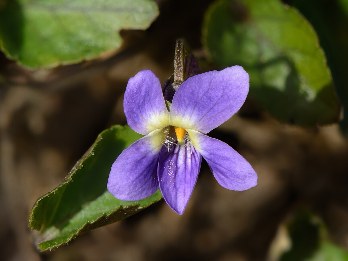 Sweet violet flowers (Viola odorata)