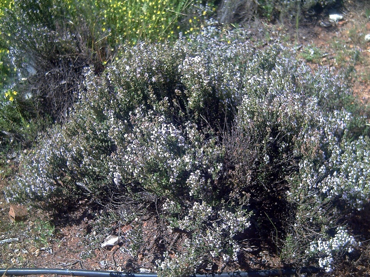 Thyme plant (Thymus vulgaris)