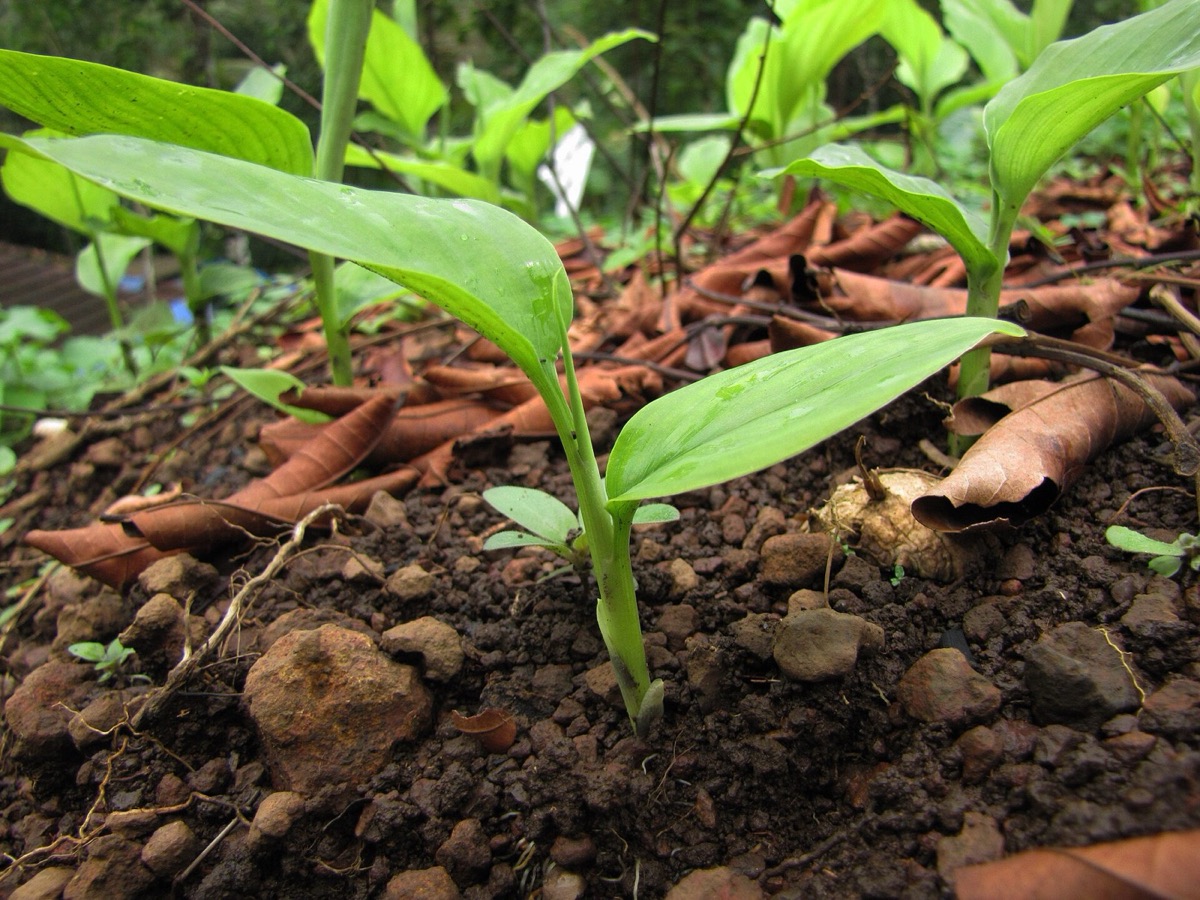 Harvesting by plant part