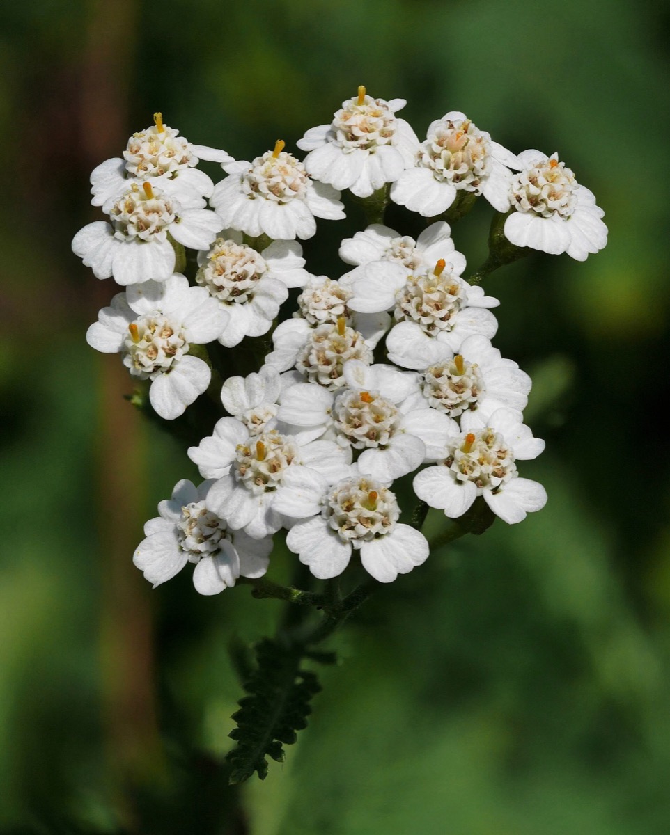 Yarrow flowers (Achillea millefolium)