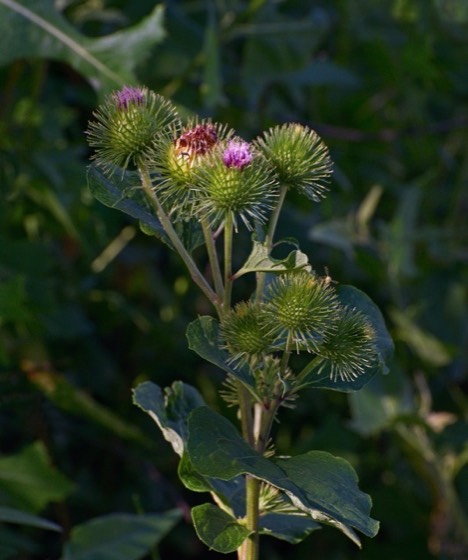 Burdock flowers and leaves (Arctium lappa)