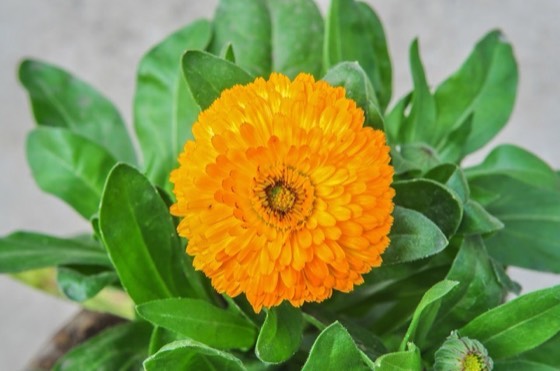 Calendula flowers (Calendula officinalis)
