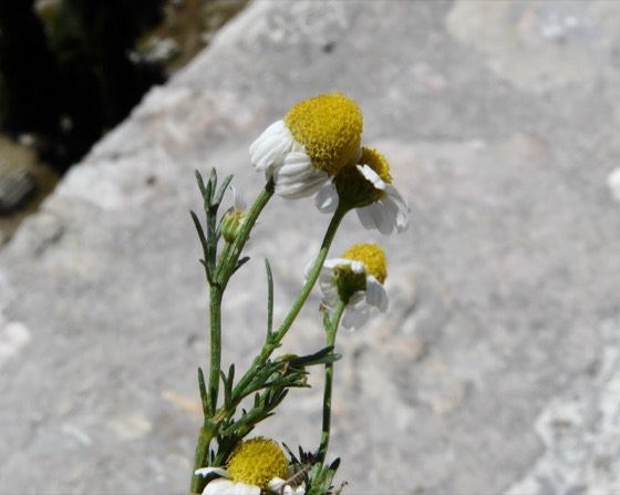 German chamomile flowers (Matricaria chamomilla)