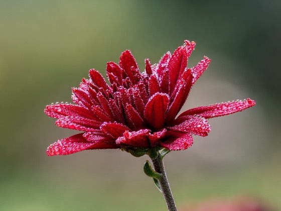 Chrysanthemum flowers (Chrysanthemum morifolium)