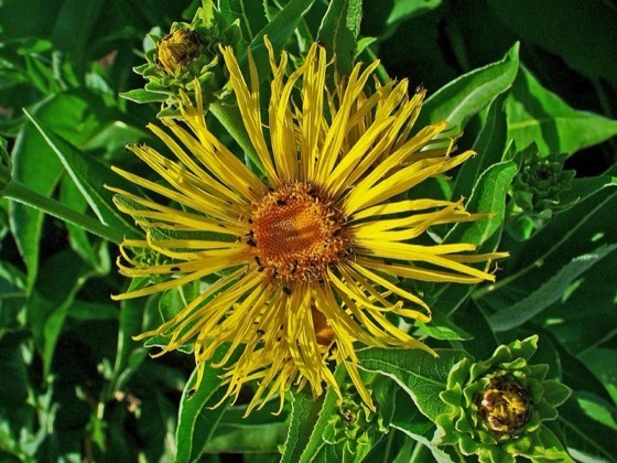 Elecampane flowers and leaves (Inula helenium)