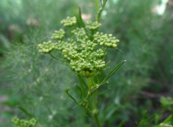 Fennel flowers and seed heads (Foeniculum vulgare)
