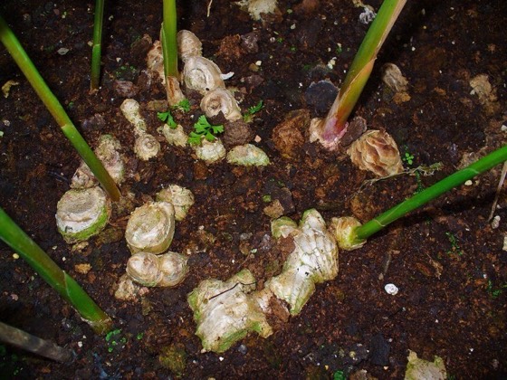 Ginger plant and rhizome (Zingiber officinale)