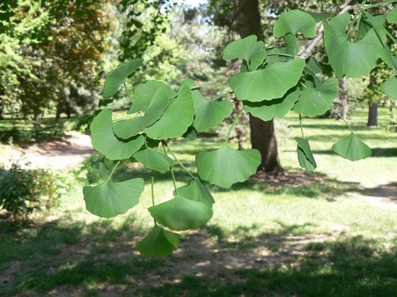 Ginkgo leaves (Ginkgo biloba)