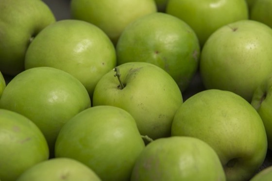 Jujube fruit on the tree (Ziziphus jujuba)