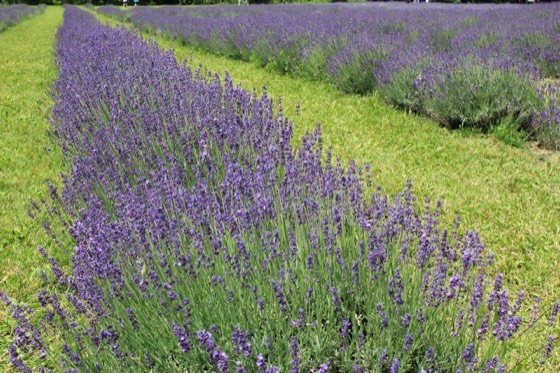 English lavender in flower (Lavandula angustifolia)