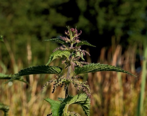 Stinging nettle plants (Urtica dioica)
