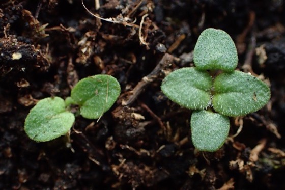 Oregano flowers and leaves (Origanum vulgare)
