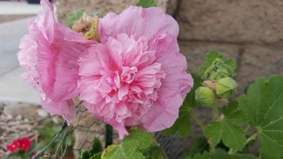 Herbaceous peony in flower (Paeonia lactiflora)
