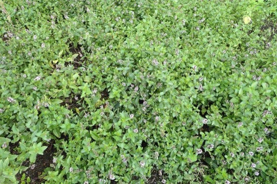 Peppermint plant (Mentha × piperita)