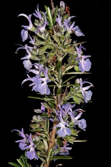 Rosemary shrub (Salvia rosmarinus)