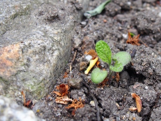 Common sage plant (Salvia officinalis)