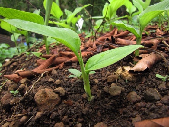 Turmeric plants (Curcuma longa)