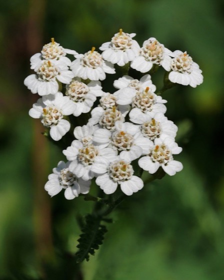 Yarrow flowers (Achillea millefolium)